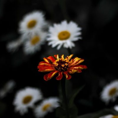 A vibrant red and orange flower in focus, surrounded by soft white daisies in a blurred background.