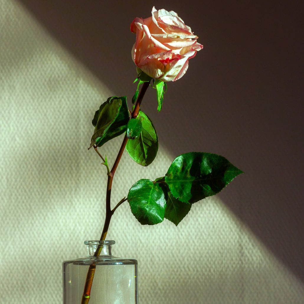 Pink rose in a glass vase, illuminated by natural light, set against a textured background.