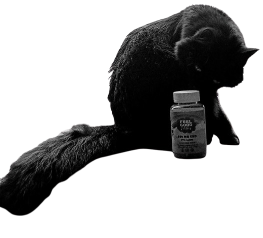 A black cat sits beside a bottle labeled "Feel Good," containing 600 mg CBD, highlighting CBD's relationship with cats.