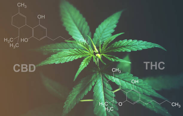 Close-up of a cannabis plant with labels for CBD and THC chemical structures, highlighting their potential benefits for mood enhancement.