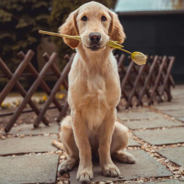 Golden retriever sitting on a path, holding a flower in its mouth, representing pet care and wellness.